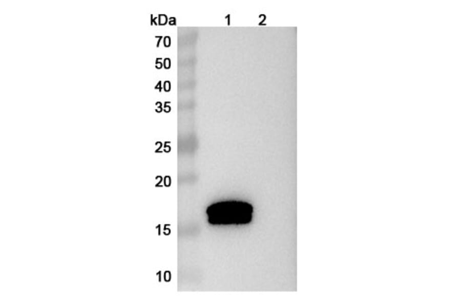 SDS-PAGE - Afelimomab Biosimilar - Anti-TNF alpha Antibody - BSA and Azide free (A338448) - Antibodies.com
