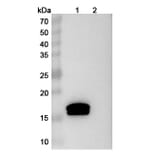SDS-PAGE - Afelimomab Biosimilar - Anti-TNF alpha Antibody - BSA and Azide free (A338448) - Antibodies.com