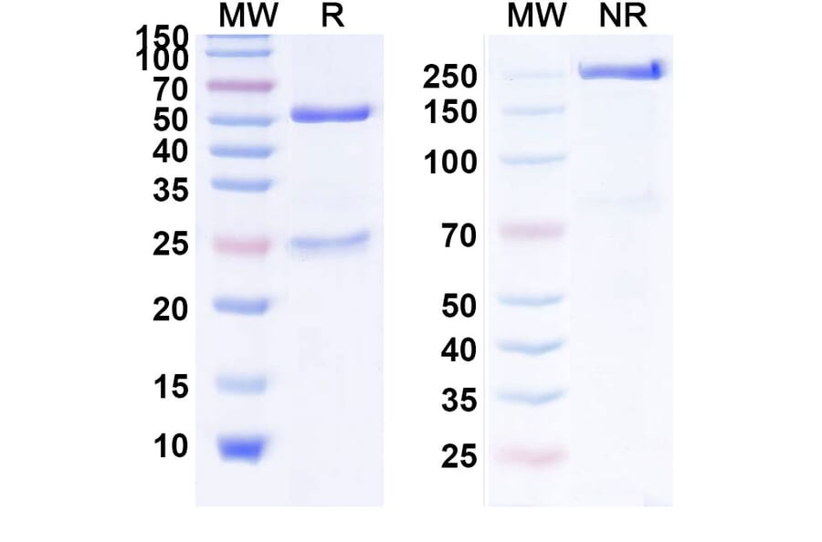 SDS-PAGE - Nerelimomab Biosimilar - Anti-TNF alpha Antibody - BSA and Azide free (A338449) - Antibodies.com