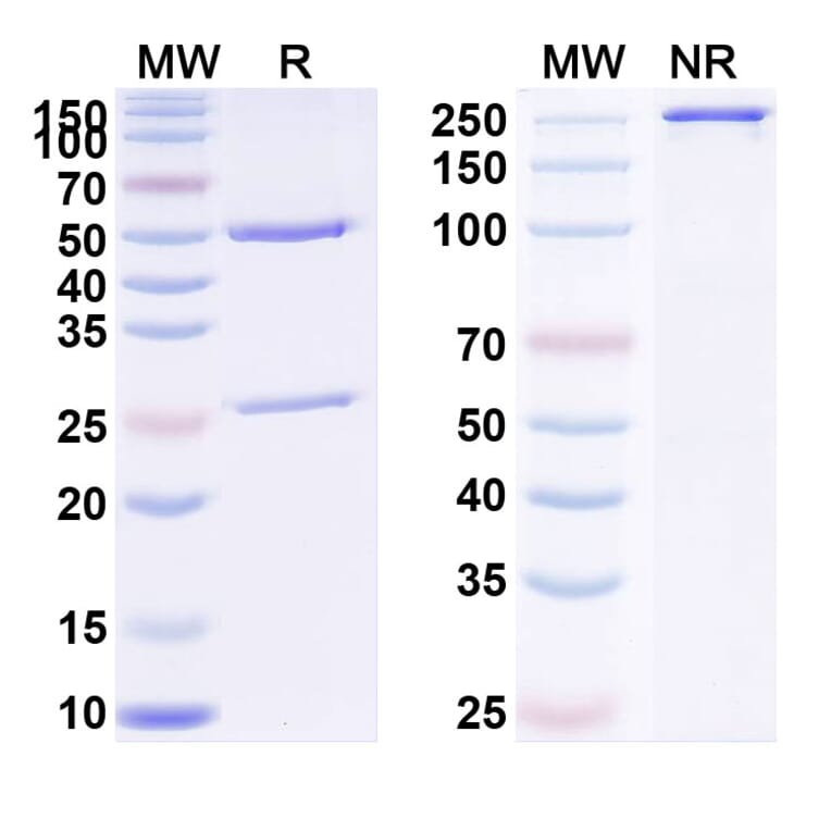 SDS-PAGE - Varisacumab Biosimilar - Anti-VEGFA Antibody - BSA and Azide free (A338457) - Antibodies.com