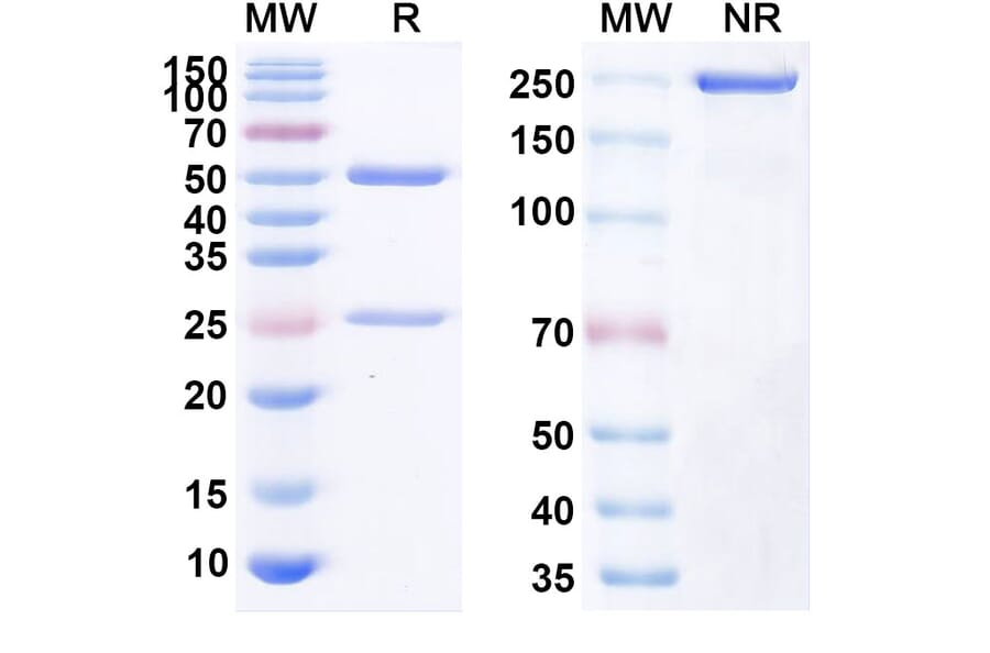 SDS-PAGE - Tanezumab Biosimilar - Anti-NGF Antibody - BSA and Azide free (A338458) - Antibodies.com