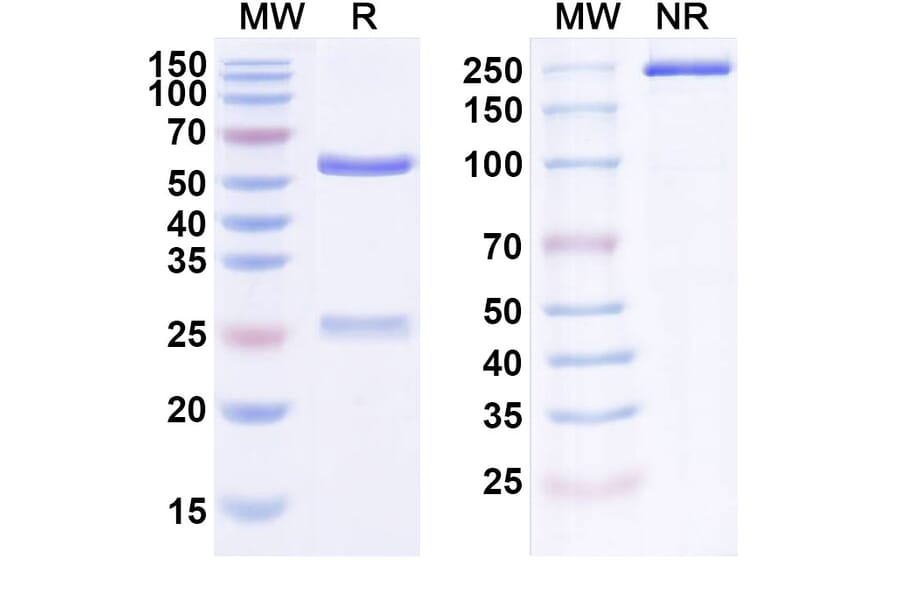 SDS-PAGE - Fasinumab Biosimilar - Anti-NGF Antibody - BSA and Azide free (A338459) - Antibodies.com