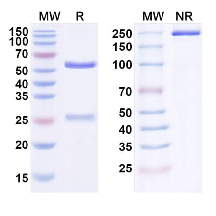 SDS-PAGE - Fasinumab Biosimilar - Anti-NGF Antibody - BSA and Azide free (A338459) - Antibodies.com