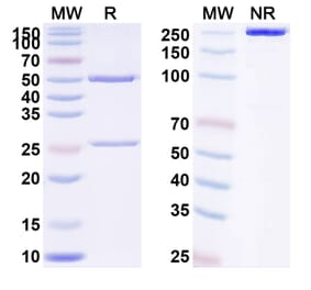 SDS-PAGE - Frunevetmab Biosimilar - Anti-NGF Antibody - BSA and Azide free (A338461) - Antibodies.com
