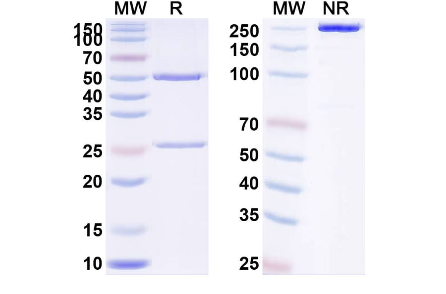 SDS-PAGE - Frunevetmab Biosimilar - Anti-NGF Antibody - BSA and Azide free (A338461) - Antibodies.com