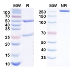 SDS-PAGE - Relfovetmab Biosimilar - Anti-NGF Antibody - BSA and Azide free (A338462) - Antibodies.com