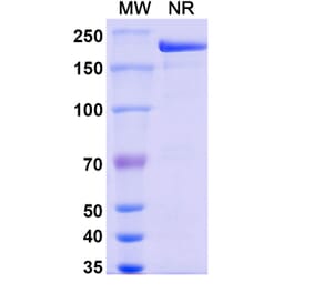 SDS-PAGE - Pamrevlumab Biosimilar - Anti-CTGF Antibody - BSA and Azide free (A338465) - Antibodies.com