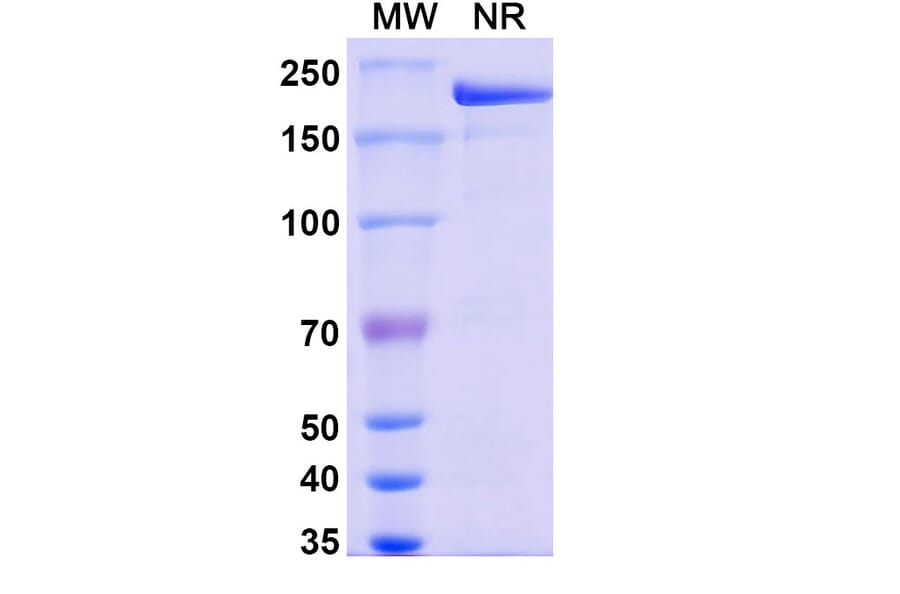 SDS-PAGE - Pamrevlumab Biosimilar - Anti-CTGF Antibody - BSA and Azide free (A338465) - Antibodies.com
