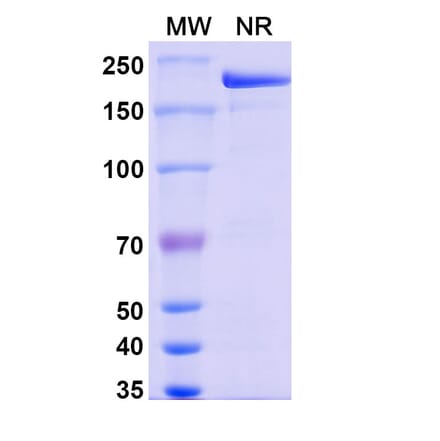 SDS-PAGE - Pamrevlumab Biosimilar - Anti-CTGF Antibody - BSA and Azide free (A338465) - Antibodies.com