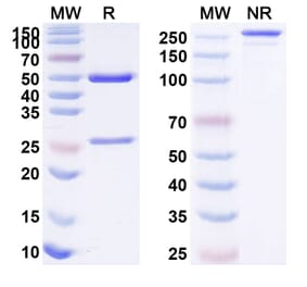 SDS-PAGE - Lacnotuzumab Biosimilar - Anti-M-CSF Antibody - BSA and Azide free (A338466) - Antibodies.com