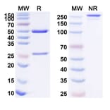 SDS-PAGE - Lacnotuzumab Biosimilar - Anti-M-CSF Antibody - BSA and Azide free (A338466) - Antibodies.com
