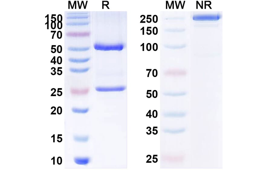 SDS-PAGE - Lenzilumab Biosimilar - Anti-GM-CSF Antibody - BSA and Azide free (A338469) - Antibodies.com