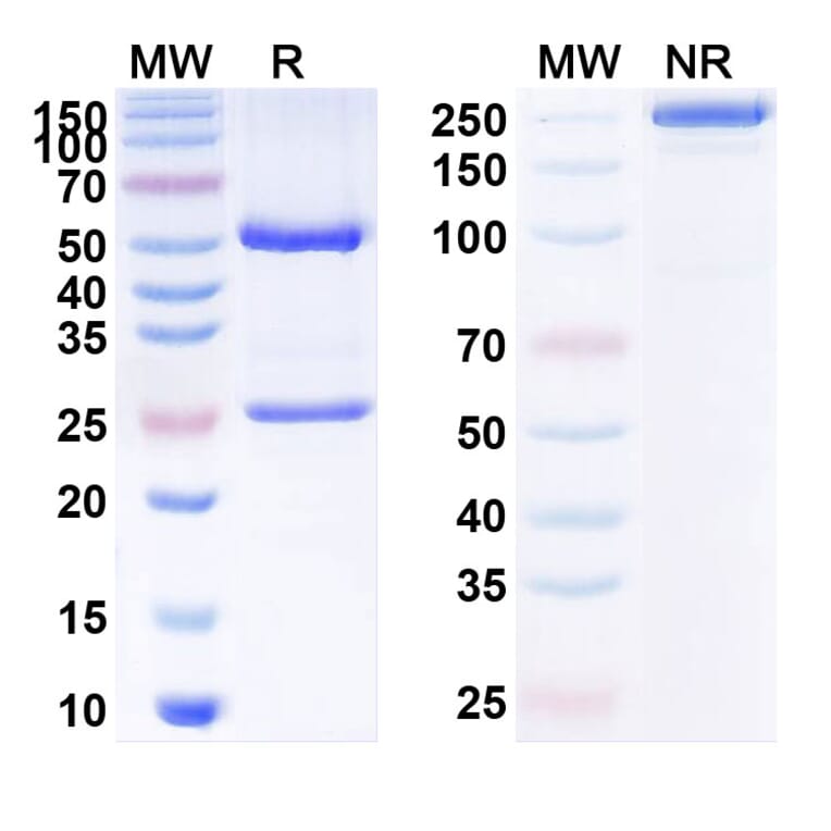SDS-PAGE - Lenzilumab Biosimilar - Anti-GM-CSF Antibody - BSA and Azide free (A338469) - Antibodies.com