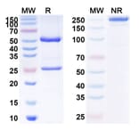SDS-PAGE - Lenzilumab Biosimilar - Anti-GM-CSF Antibody - BSA and Azide free (A338469) - Antibodies.com