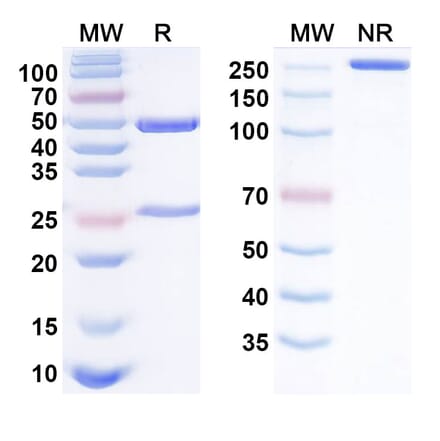 SDS-PAGE - Gimsilumab Biosimilar - Anti-GM-CSF Antibody - BSA and Azide free (A338470) - Antibodies.com