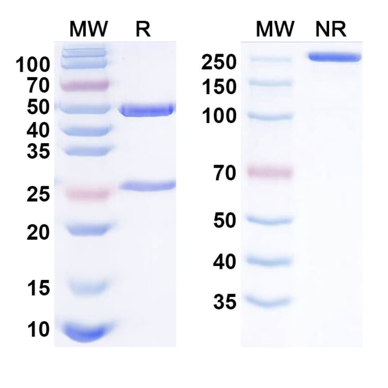 SDS-PAGE - Gimsilumab Biosimilar - Anti-GM-CSF Antibody - BSA and Azide free (A338470) - Antibodies.com