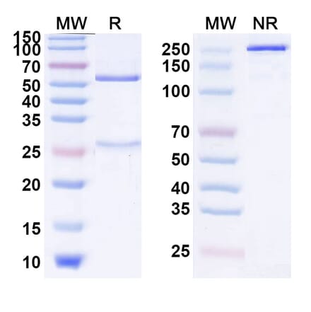 SDS-PAGE - Carlumab Biosimilar - Anti-MCP 1 Antibody - BSA and Azide free (A338471) - Antibodies.com