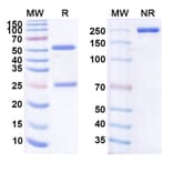SDS-PAGE - Bertilimumab Biosimilar - Anti-Eotaxin Antibody - BSA and Azide free (A338472) - Antibodies.com