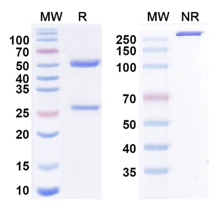 SDS-PAGE - Quetmolimab Biosimilar - Anti-CX3CL1 Antibody - BSA and Azide free (A338473) - Antibodies.com