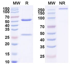 SDS-PAGE - Pateclizumab Biosimilar - Anti-TNF beta Antibody - BSA and Azide free (A338475) - Antibodies.com