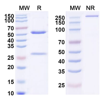 SDS-PAGE - Pateclizumab Biosimilar - Anti-TNF beta Antibody - BSA and Azide free (A338475) - Antibodies.com