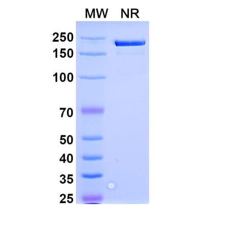 SDS-PAGE - Spesolimab Biosimilar - Anti-IL-36RN Antibody - BSA and Azide free (A338477) - Antibodies.com
