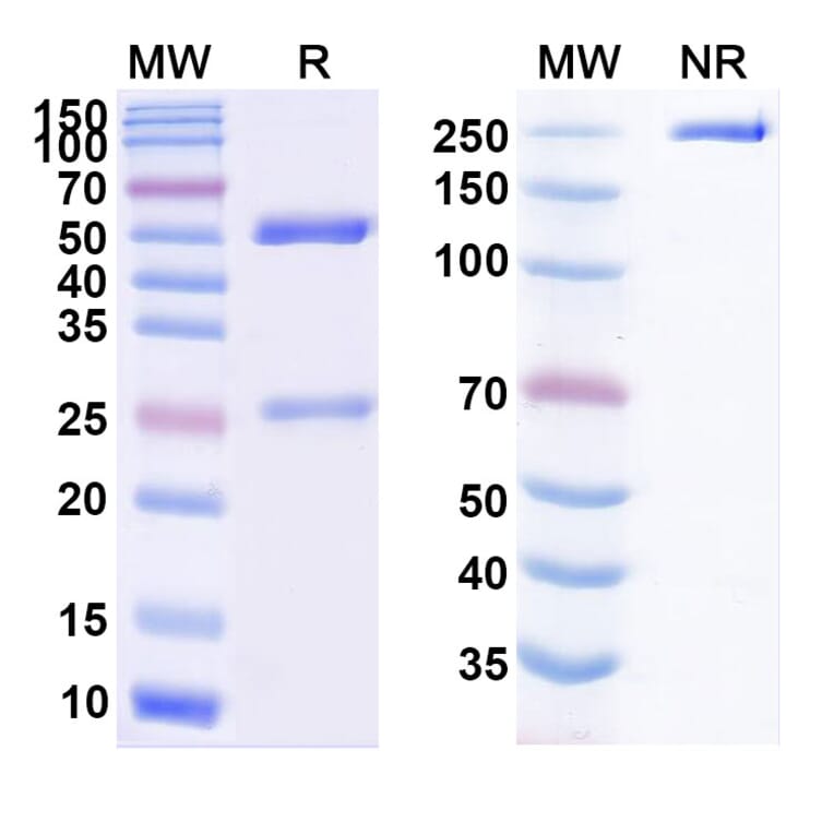 SDS-PAGE - Siplizumab Biosimilar - Anti-CD2 Antibody - BSA and Azide free (A338478) - Antibodies.com