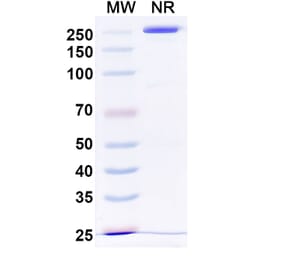 SDS-PAGE - Otelixizumab Biosimilar - Anti-CD3 epsilon Antibody - BSA and Azide free (A338480) - Antibodies.com