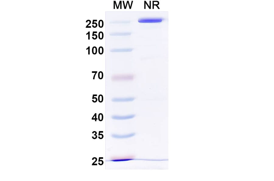 SDS-PAGE - Otelixizumab Biosimilar - Anti-CD3 epsilon Antibody - BSA and Azide free (A338480) - Antibodies.com