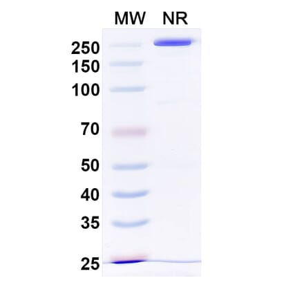 SDS-PAGE - Otelixizumab Biosimilar - Anti-CD3 epsilon Antibody - BSA and Azide free (A338480) - Antibodies.com