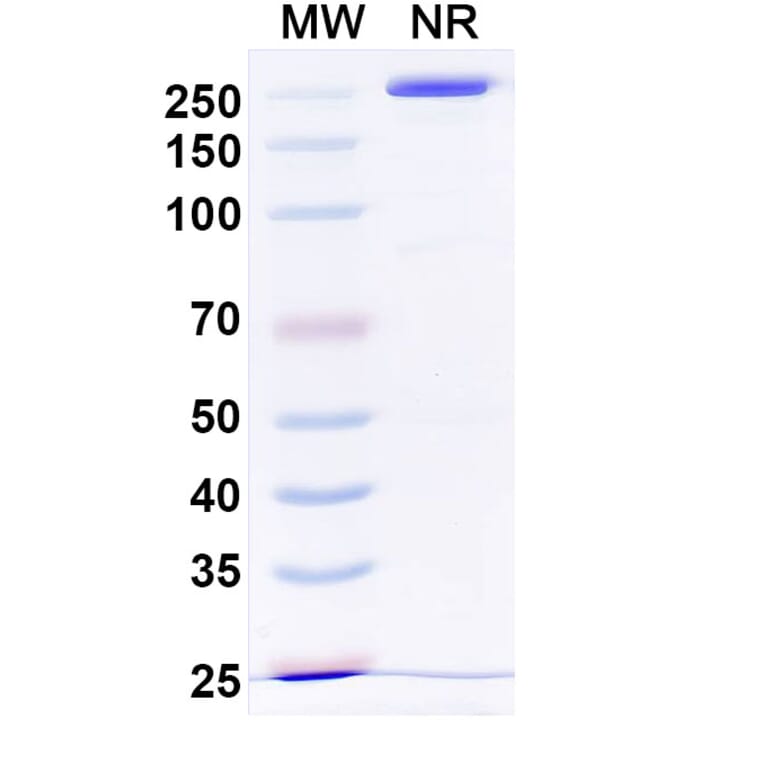 SDS-PAGE - Otelixizumab Biosimilar - Anti-CD3 epsilon Antibody - BSA and Azide free (A338480) - Antibodies.com