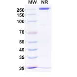 SDS-PAGE - Otelixizumab Biosimilar - Anti-CD3 epsilon Antibody - BSA and Azide free (A338480) - Antibodies.com