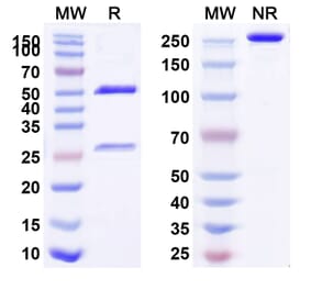 SDS-PAGE - Teplizumab Biosimilar - Anti-CD3 epsilon Antibody - BSA and Azide free (A338481) - Antibodies.com