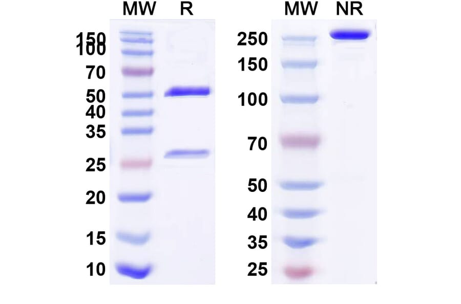 SDS-PAGE - Teplizumab Biosimilar - Anti-CD3 epsilon Antibody - BSA and Azide free (A338481) - Antibodies.com