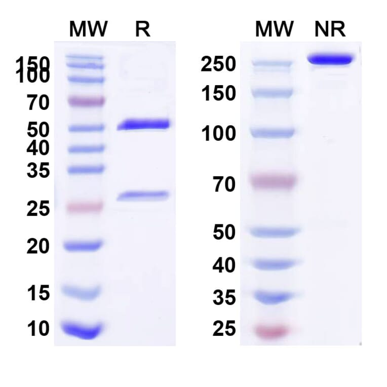 SDS-PAGE - Teplizumab Biosimilar - Anti-CD3 epsilon Antibody - BSA and Azide free (A338481) - Antibodies.com