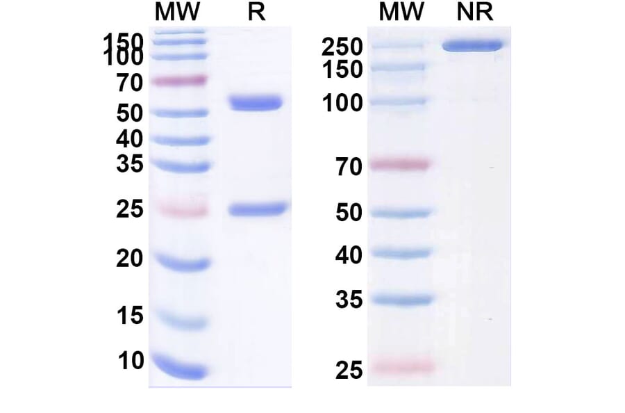 SDS-PAGE - Visilizumab Biosimilar - Anti-CD3 epsilon Antibody - BSA and Azide free (A338482) - Antibodies.com