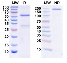 SDS-PAGE - Foralumab Biosimilar - Anti-CD3 epsilon Antibody - BSA and Azide free (A338483) - Antibodies.com