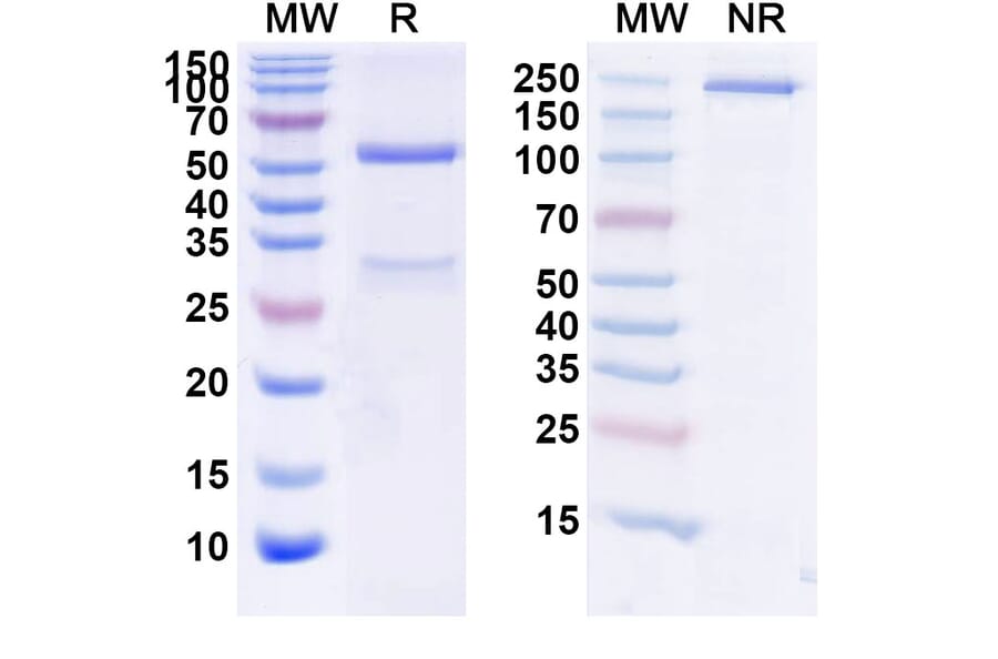 SDS-PAGE - Foralumab Biosimilar - Anti-CD3 epsilon Antibody - BSA and Azide free (A338483) - Antibodies.com
