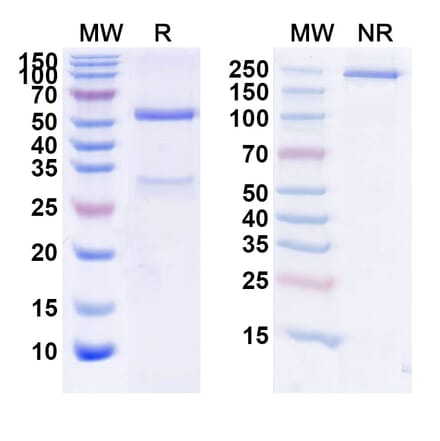 SDS-PAGE - Foralumab Biosimilar - Anti-CD3 epsilon Antibody - BSA and Azide free (A338483) - Antibodies.com