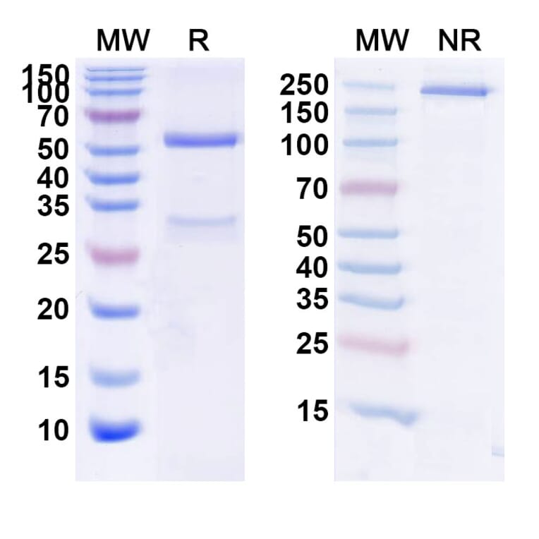SDS-PAGE - Foralumab Biosimilar - Anti-CD3 epsilon Antibody - BSA and Azide free (A338483) - Antibodies.com