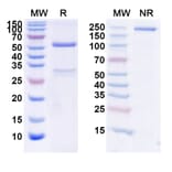 SDS-PAGE - Foralumab Biosimilar - Anti-CD3 epsilon Antibody - BSA and Azide free (A338483) - Antibodies.com