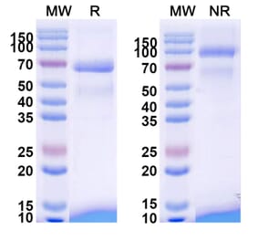SDS-PAGE - Tebentafusp Biosimilar - Anti-CD3 epsilon Antibody - BSA and Azide free (A338484) - Antibodies.com