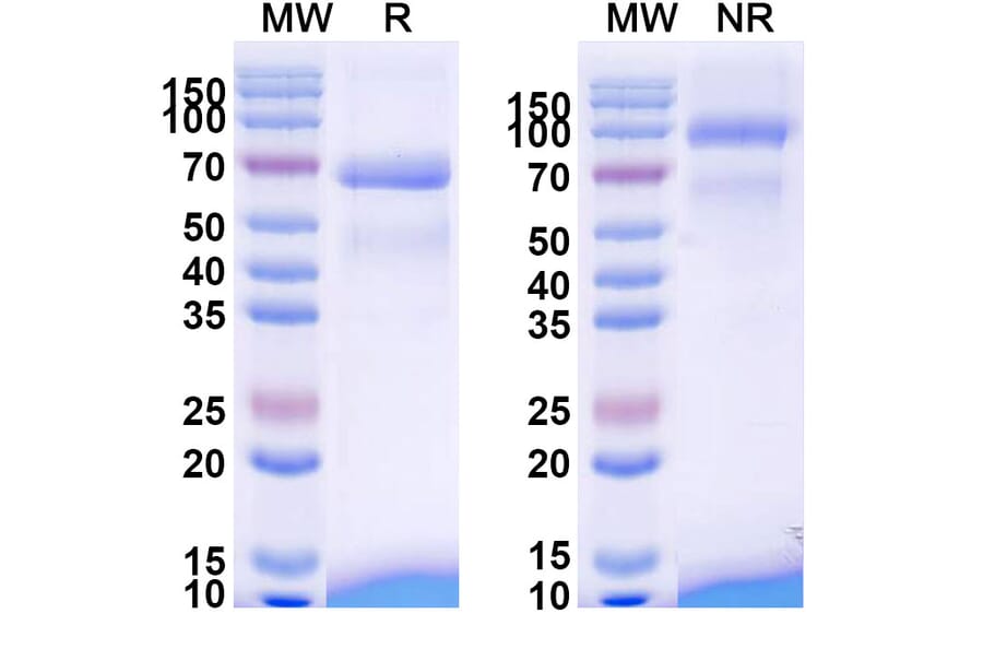 SDS-PAGE - Tebentafusp Biosimilar - Anti-CD3 epsilon Antibody - BSA and Azide free (A338484) - Antibodies.com