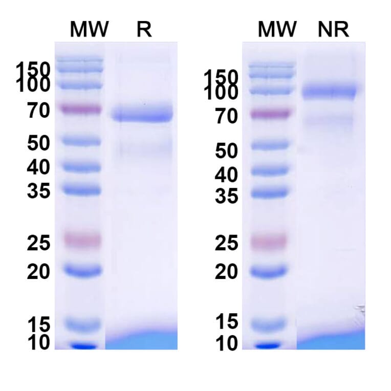 SDS-PAGE - Tebentafusp Biosimilar - Anti-CD3 epsilon Antibody - BSA and Azide free (A338484) - Antibodies.com