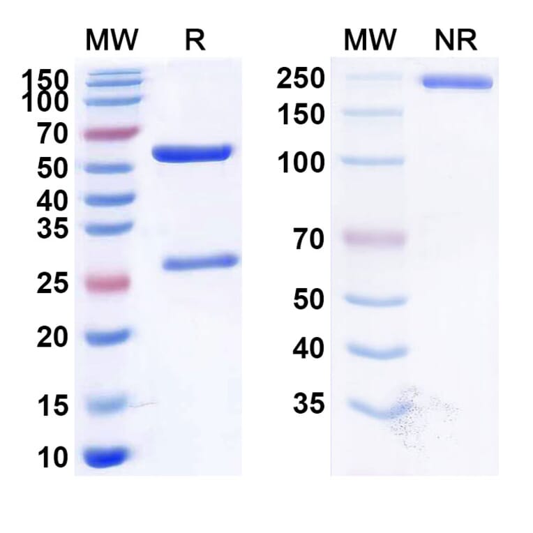 SDS-PAGE - Zanolimumab Biosimilar - Anti-CD4 Antibody - BSA and Azide free (A338485) - Antibodies.com