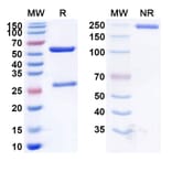 SDS-PAGE - Zanolimumab Biosimilar - Anti-CD4 Antibody - BSA and Azide free (A338485) - Antibodies.com