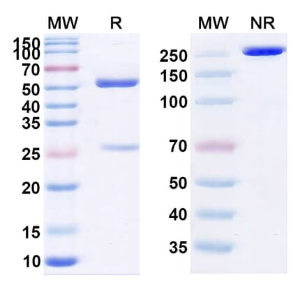 SDS-PAGE - Cedelizumab Biosimilar - Anti-CD4 Antibody - BSA and Azide free (A338487) - Antibodies.com