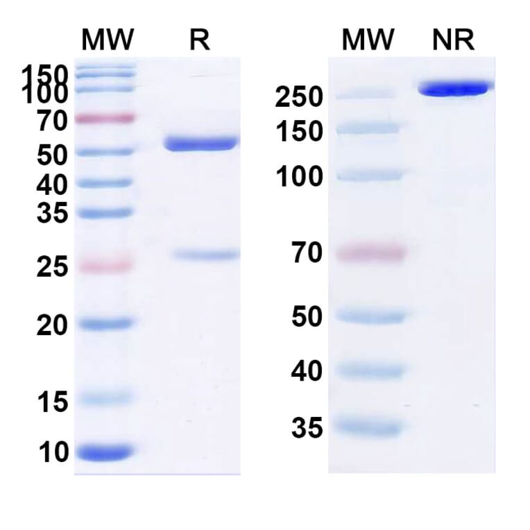 SDS-PAGE - Cedelizumab Biosimilar - Anti-CD4 Antibody - BSA and Azide free (A338487) - Antibodies.com