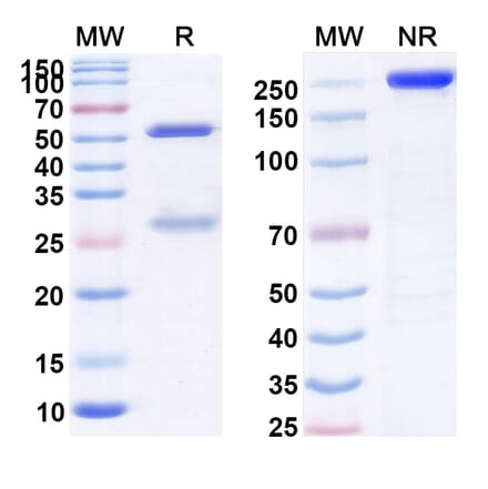 SDS-PAGE - Priliximab Biosimilar - Anti-CD4 Antibody - BSA and Azide free (A338490) - Antibodies.com