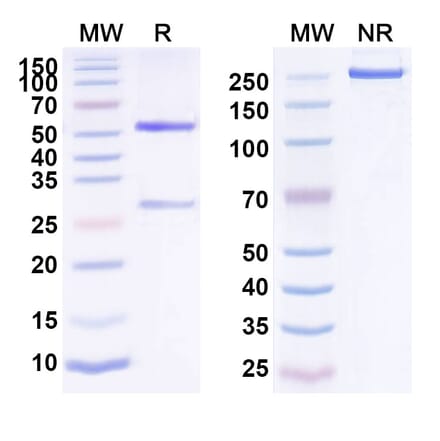 SDS-PAGE - Zolimomab Biosimilar - Anti-CD5 Antibody - BSA and Azide free (A338491) - Antibodies.com